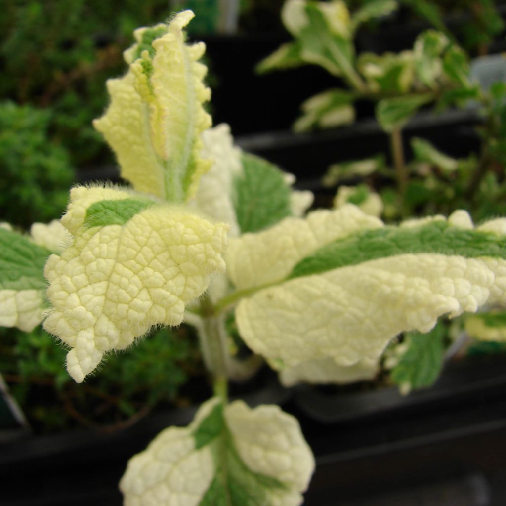 Variegated Mint - Mentha suaveolens Variegata