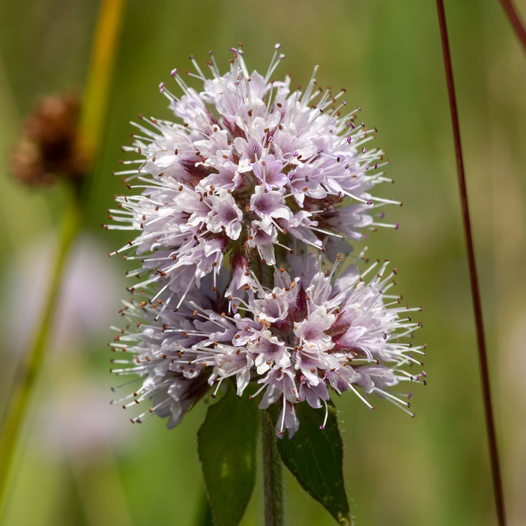 Water Mint - Mentha aquatica