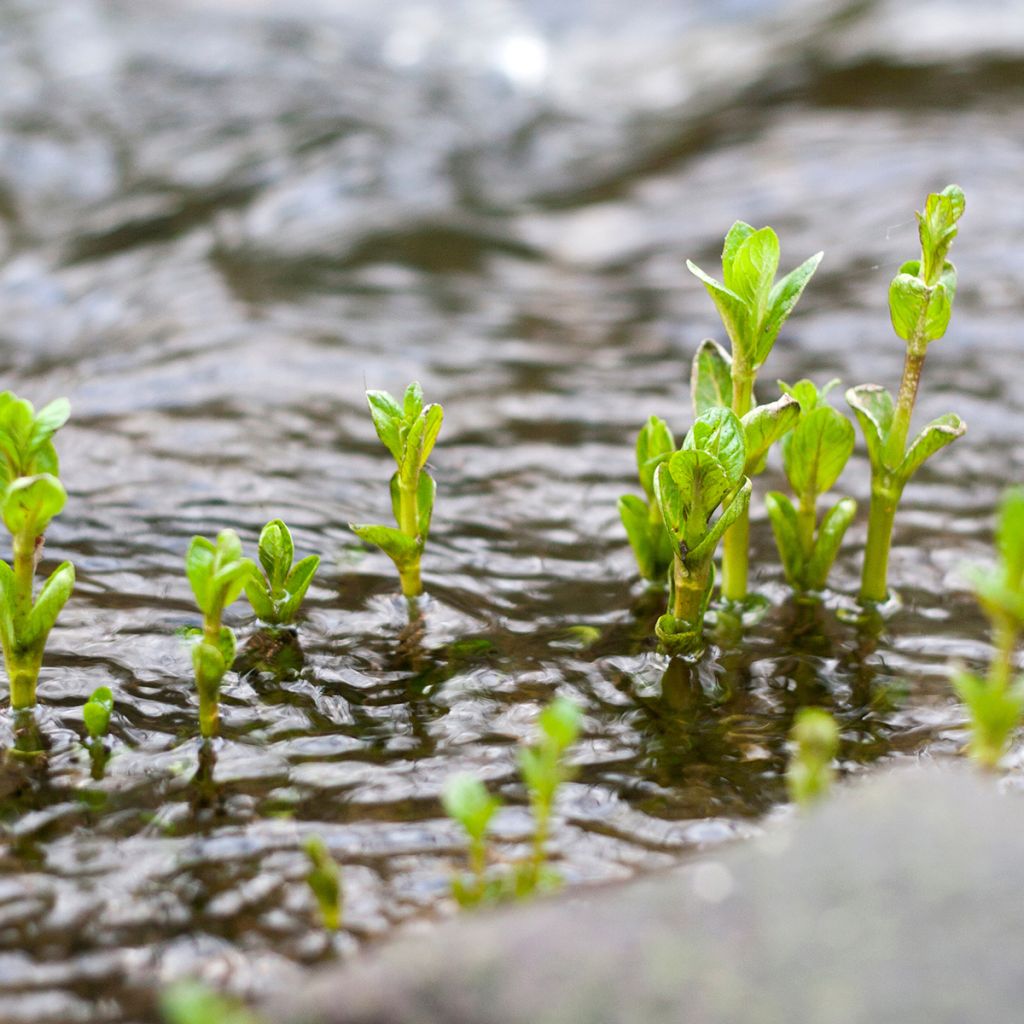 Water Mint - Mentha aquatica