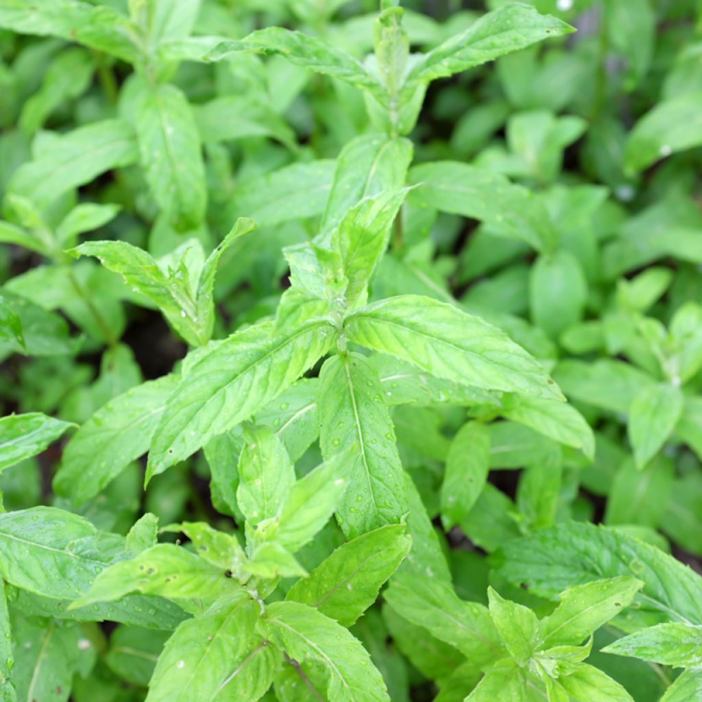 Mentha asiatica var asiatica - Mint