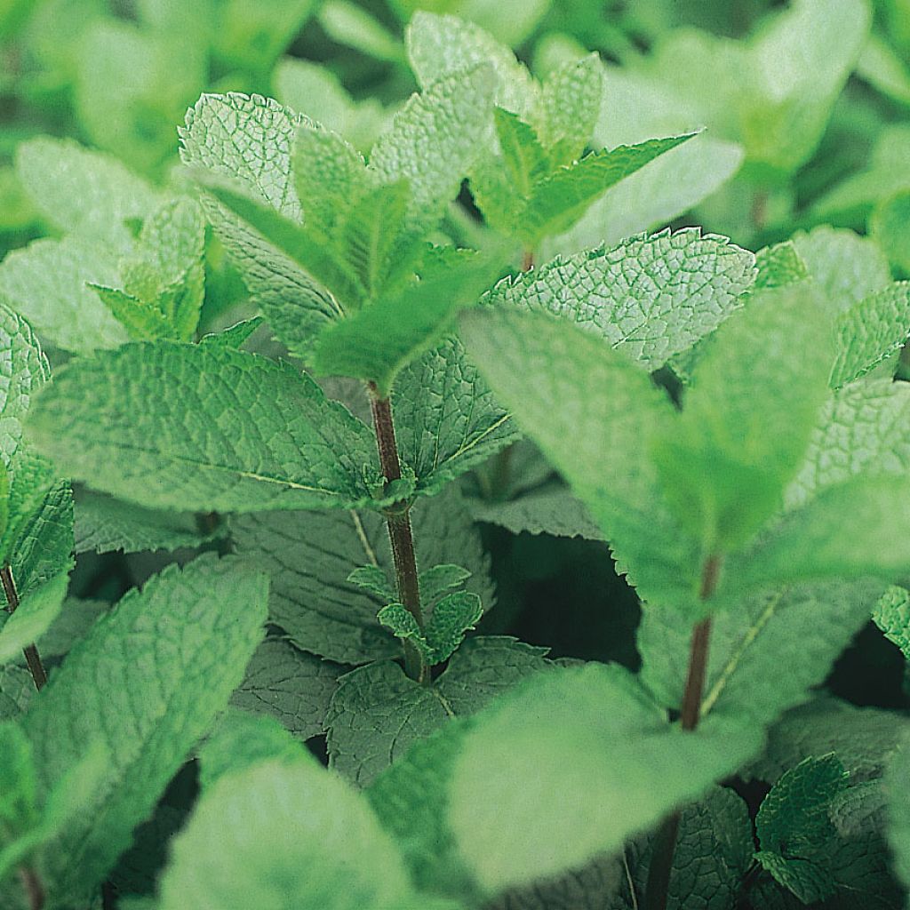 Menthe espagnole BIO en plants - Mentha espagnole