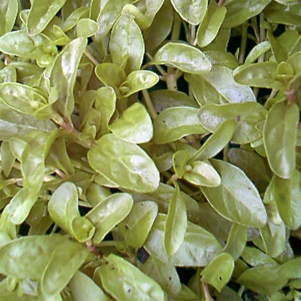 Mentha pulegium