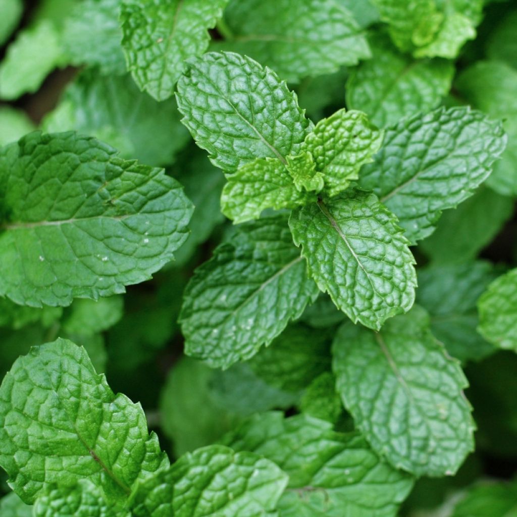 Mentha espagnole