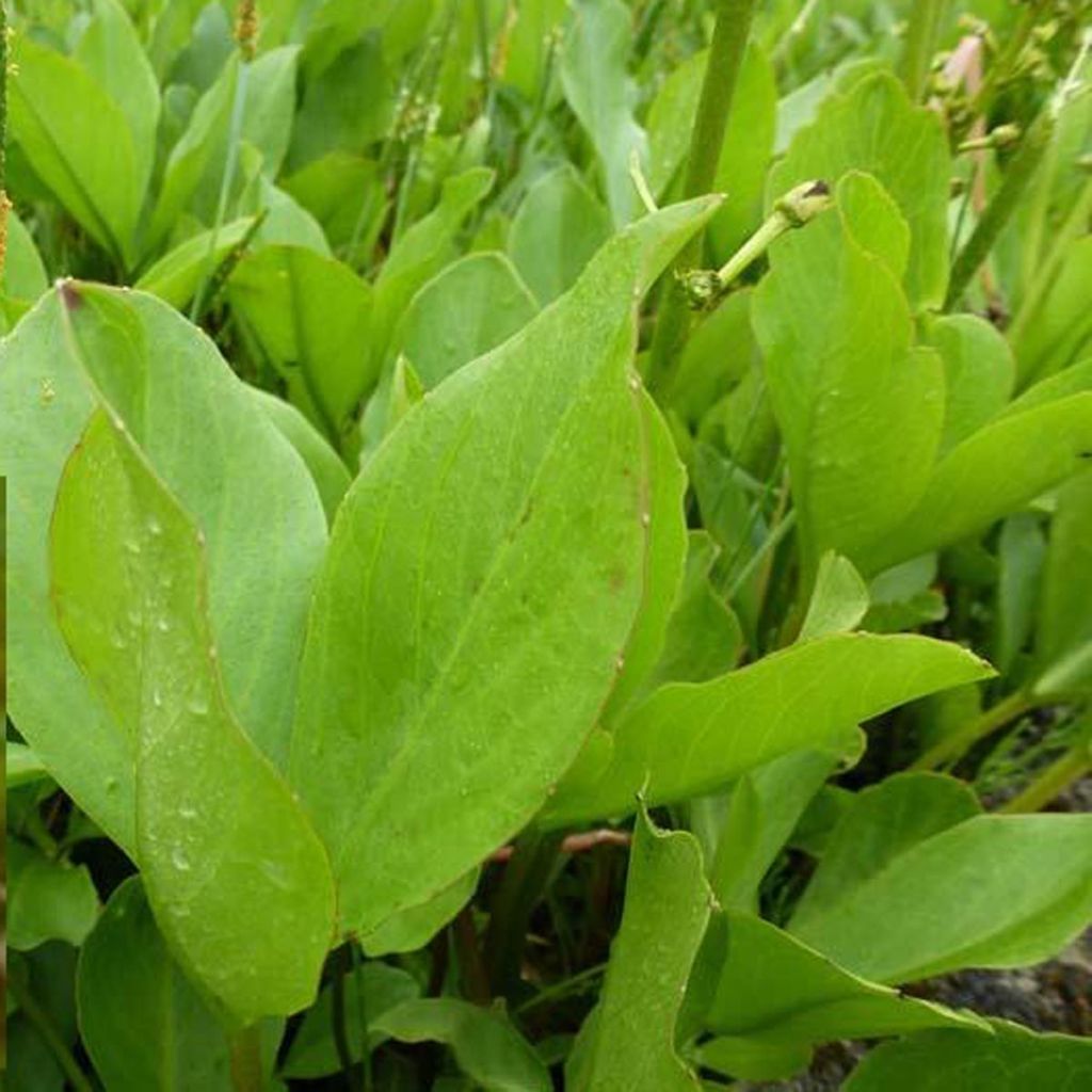 Trèfle d'eau - Menyanthes trifoliata