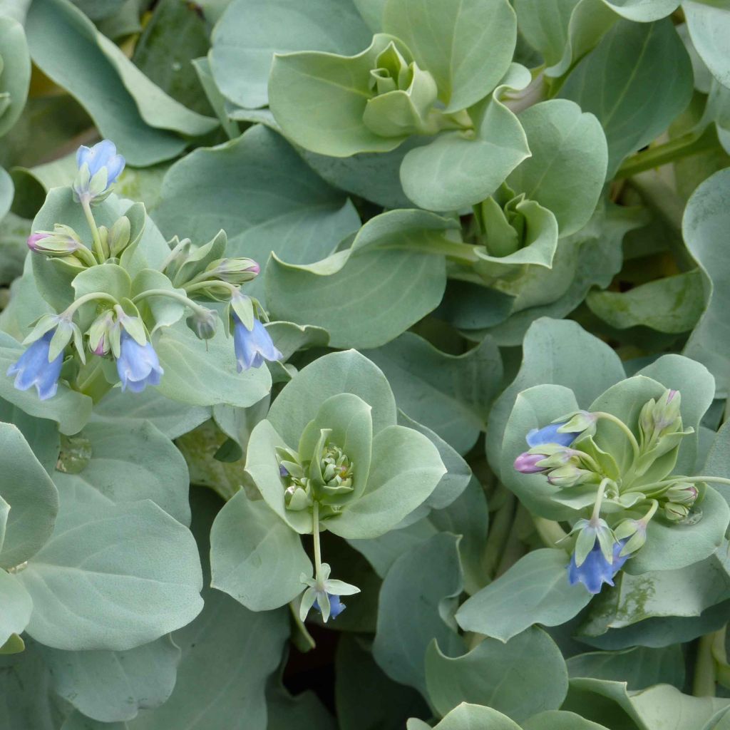 Mertensia maritima - Huître végétale