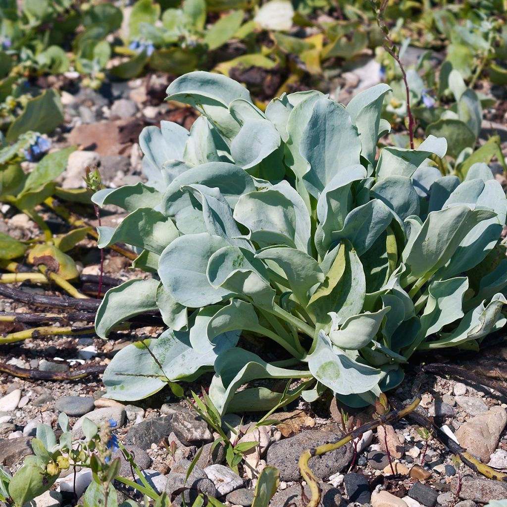 Mertensia maritima 