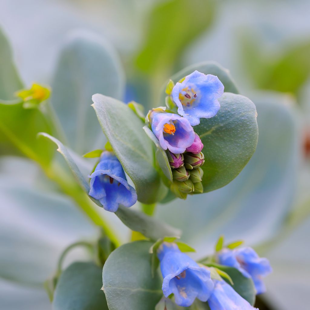 Mertensia maritima 