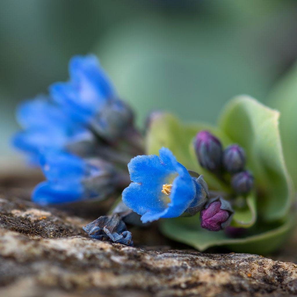 Mertensia maritima 