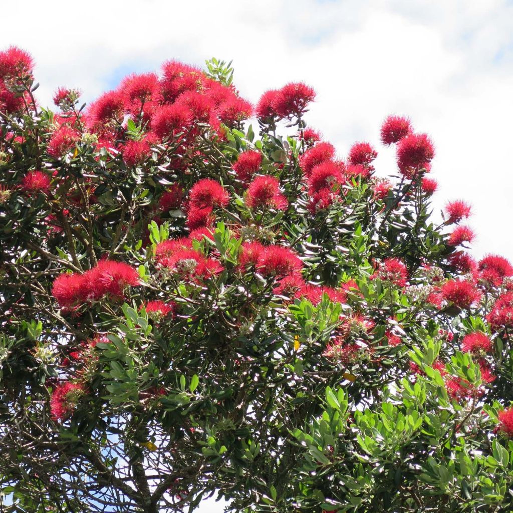 Metrosideros excelsa (tomentosus) 