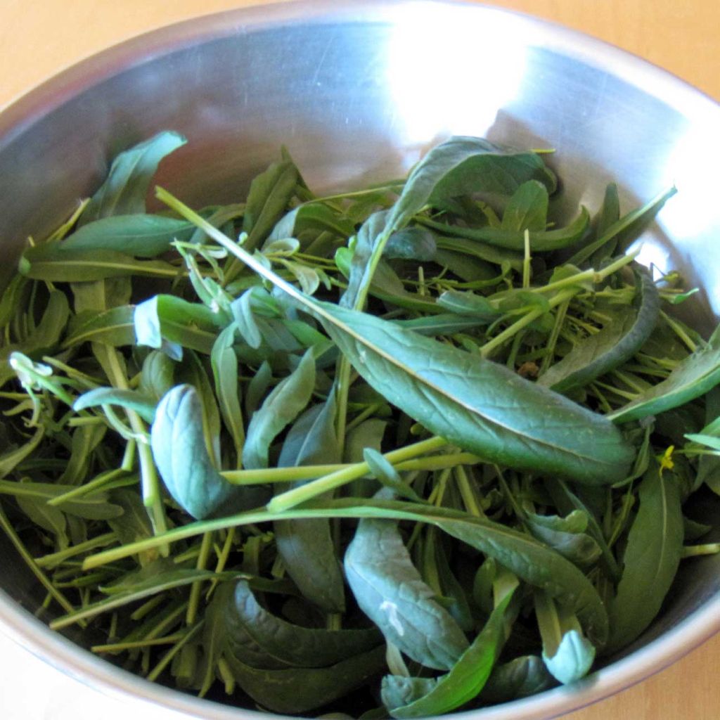 Mibuna - Ferme de Ste Marthe untreated seeds