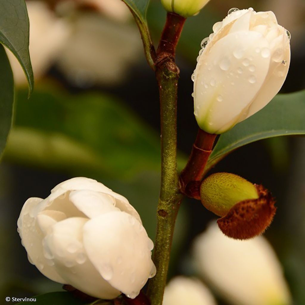 Michelia (x) foggii Allspice - Michelia hybride