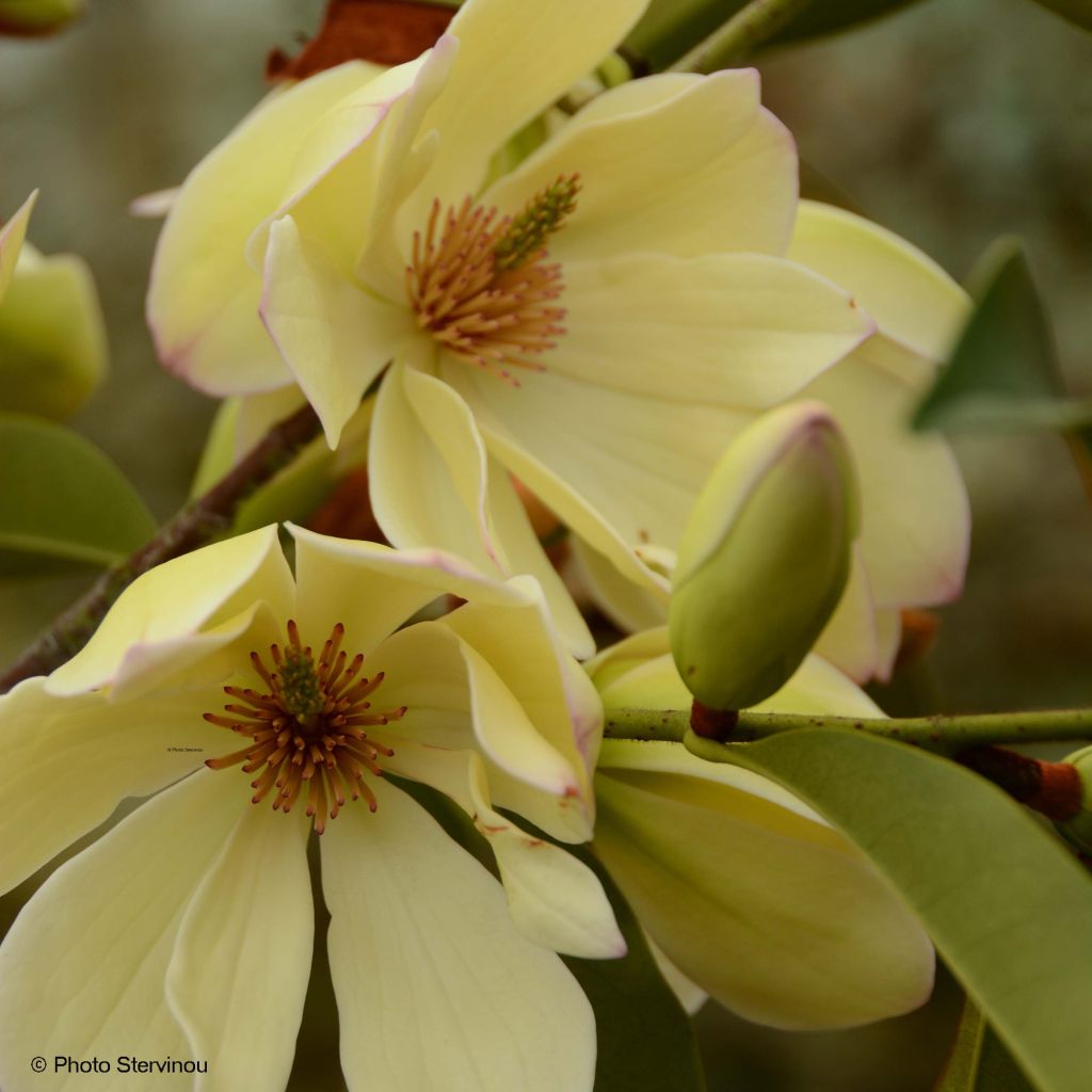 Michelia Fairy Lime - Michelia hybride