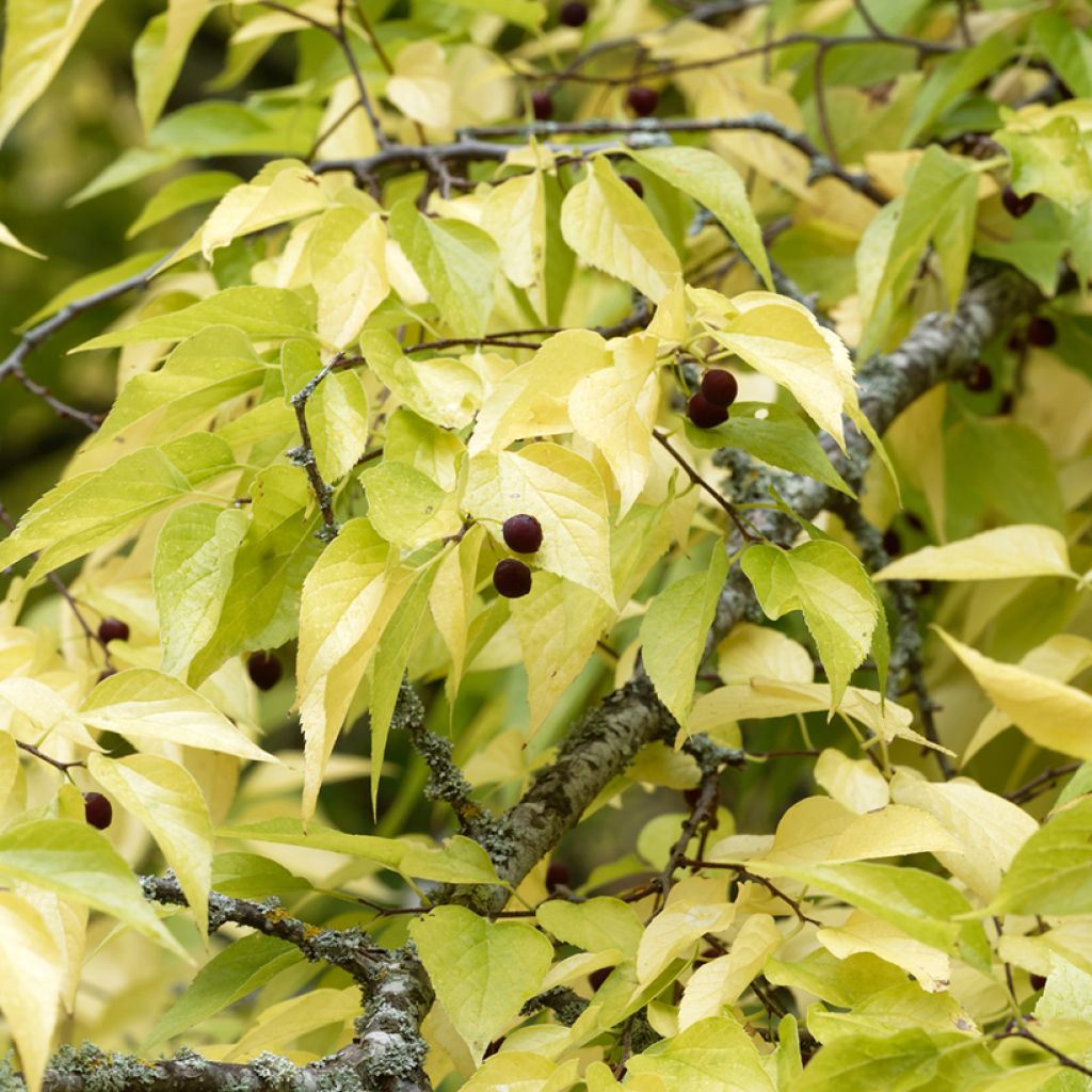 Celtis occidentalis - Hackberry