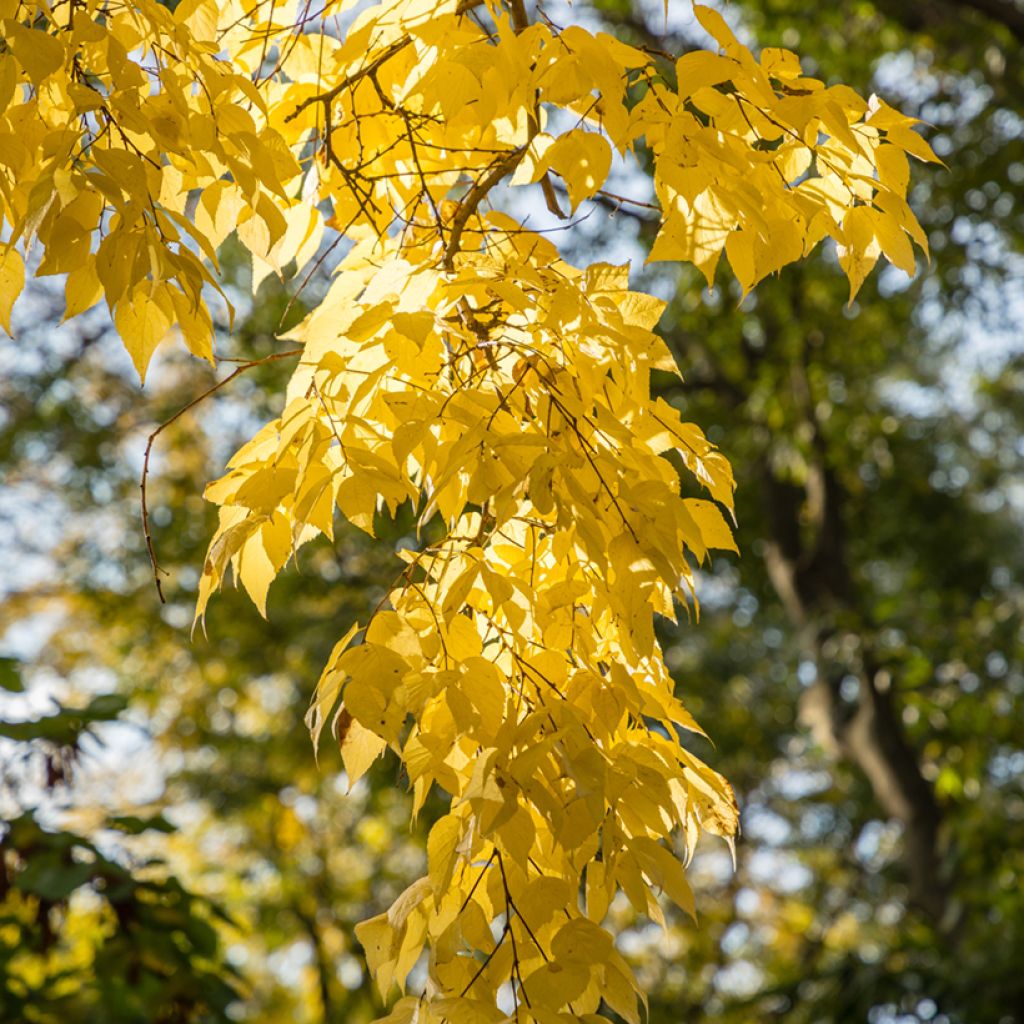 Celtis occidentalis - Hackberry