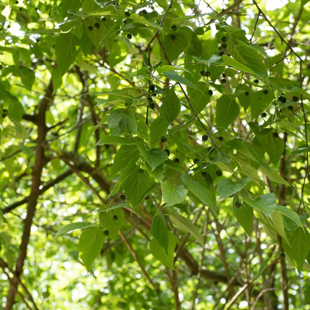 Celtis occidentalis - Hackberry