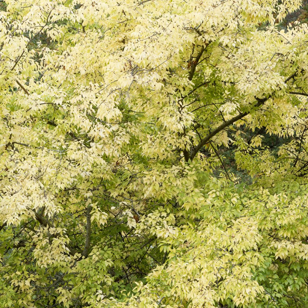 Celtis occidentalis - Hackberry
