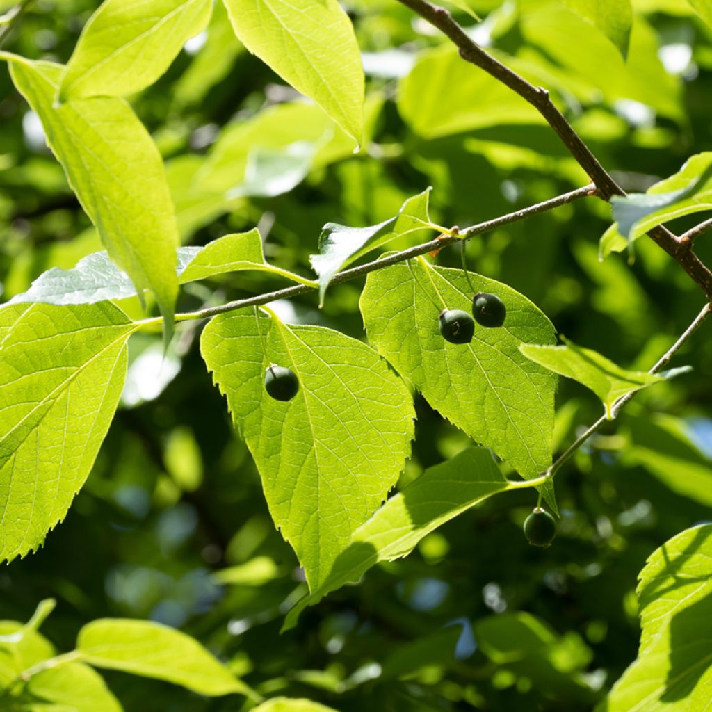 Celtis occidentalis - Hackberry