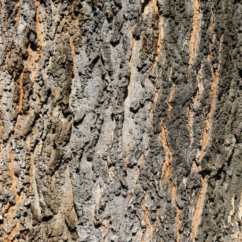 Celtis occidentalis - Hackberry