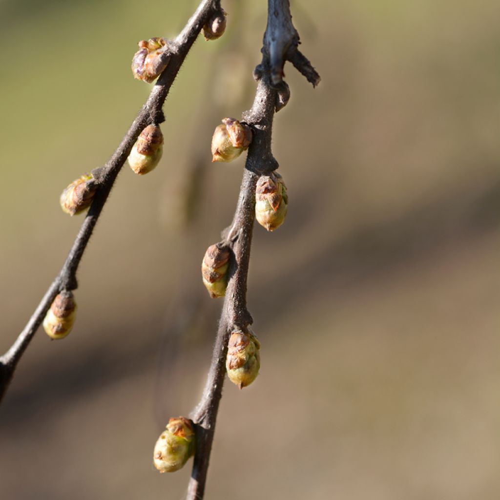 Celtis occidentalis - Hackberry
