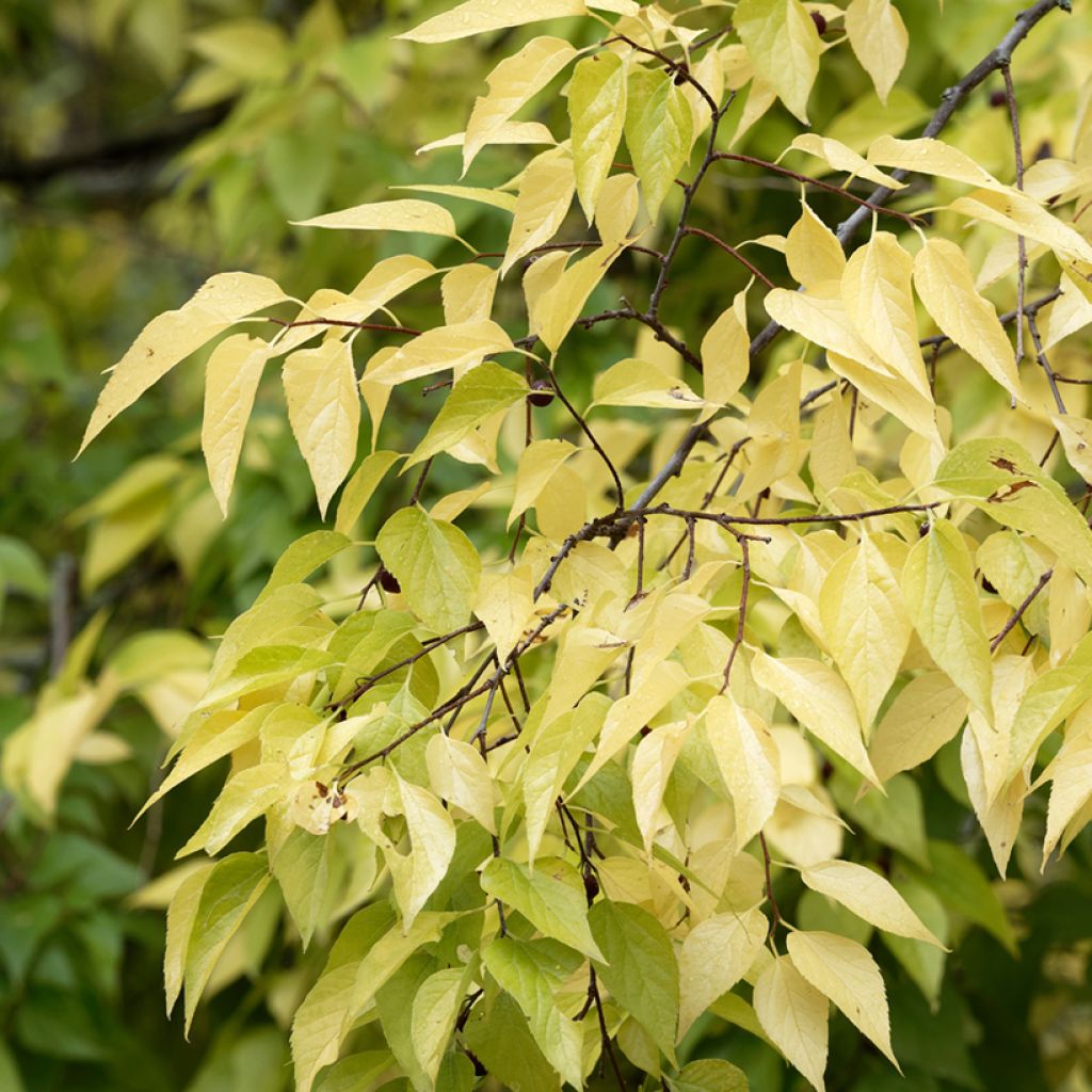 Celtis occidentalis - Hackberry