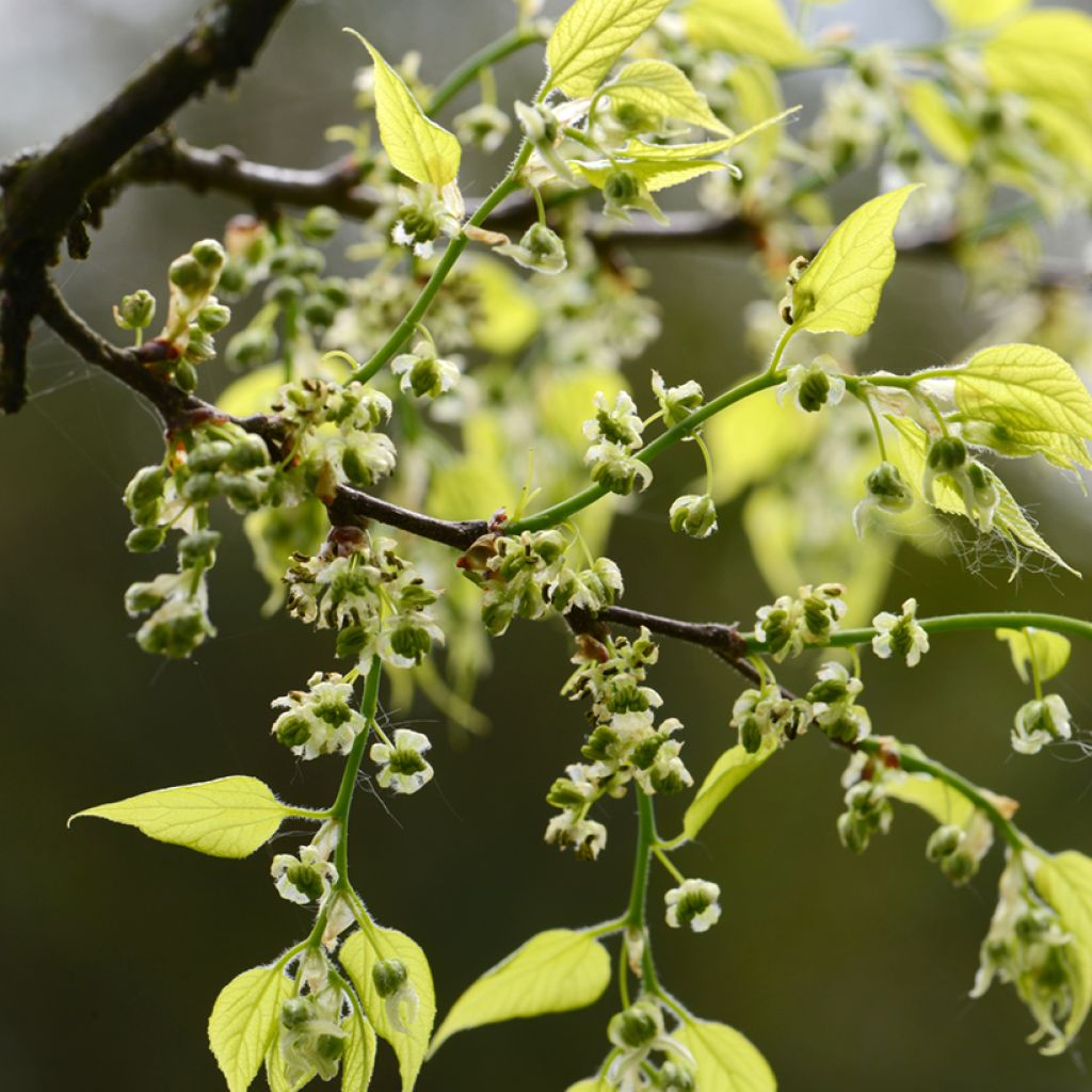 Celtis occidentalis - Hackberry