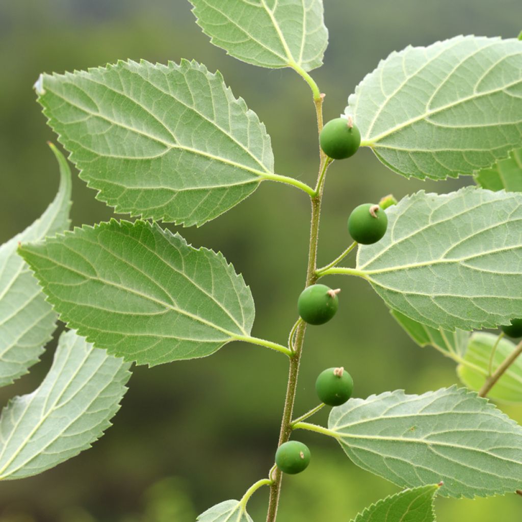 Celtis occidentalis - Hackberry