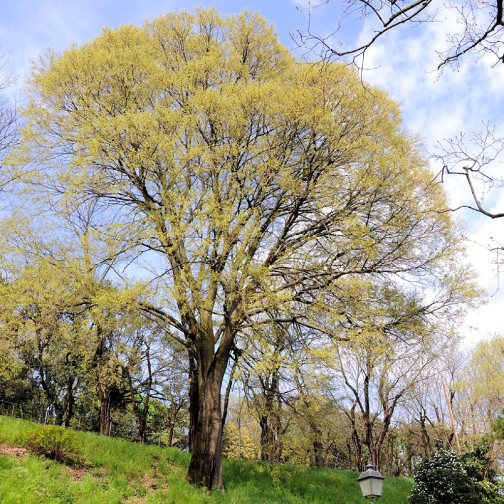 Celtis occidentalis - Hackberry