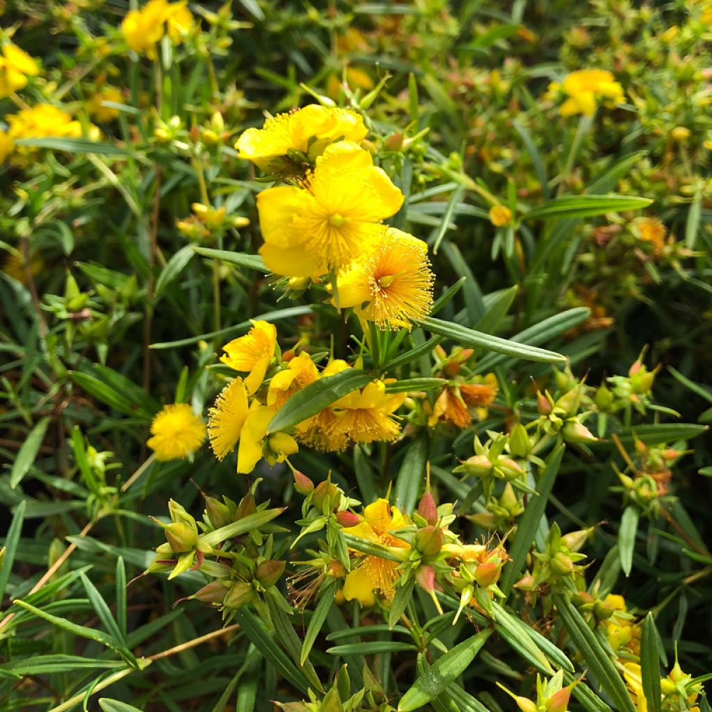 Millepertuis - Hypericum densiflorum Buttercup