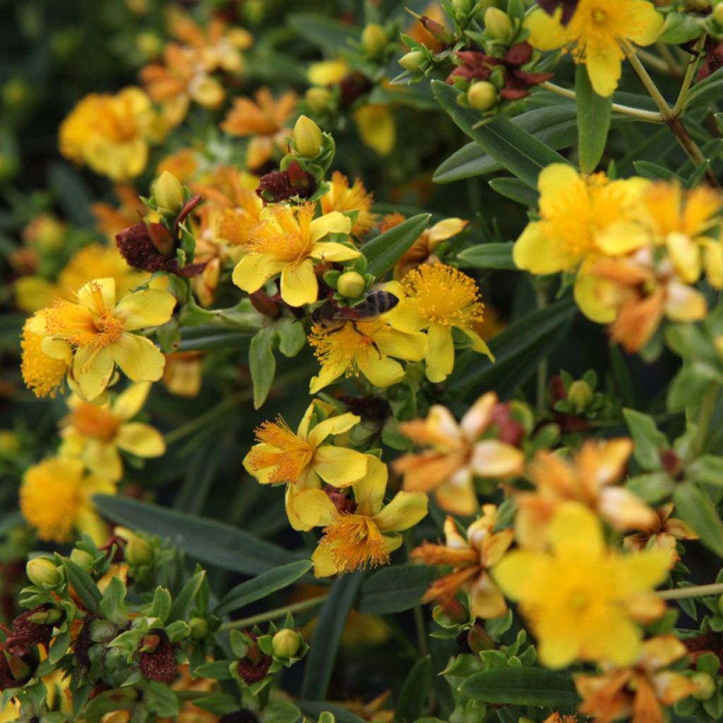 Millepertuis - Hypericum kalmianum Sunny Boulevard