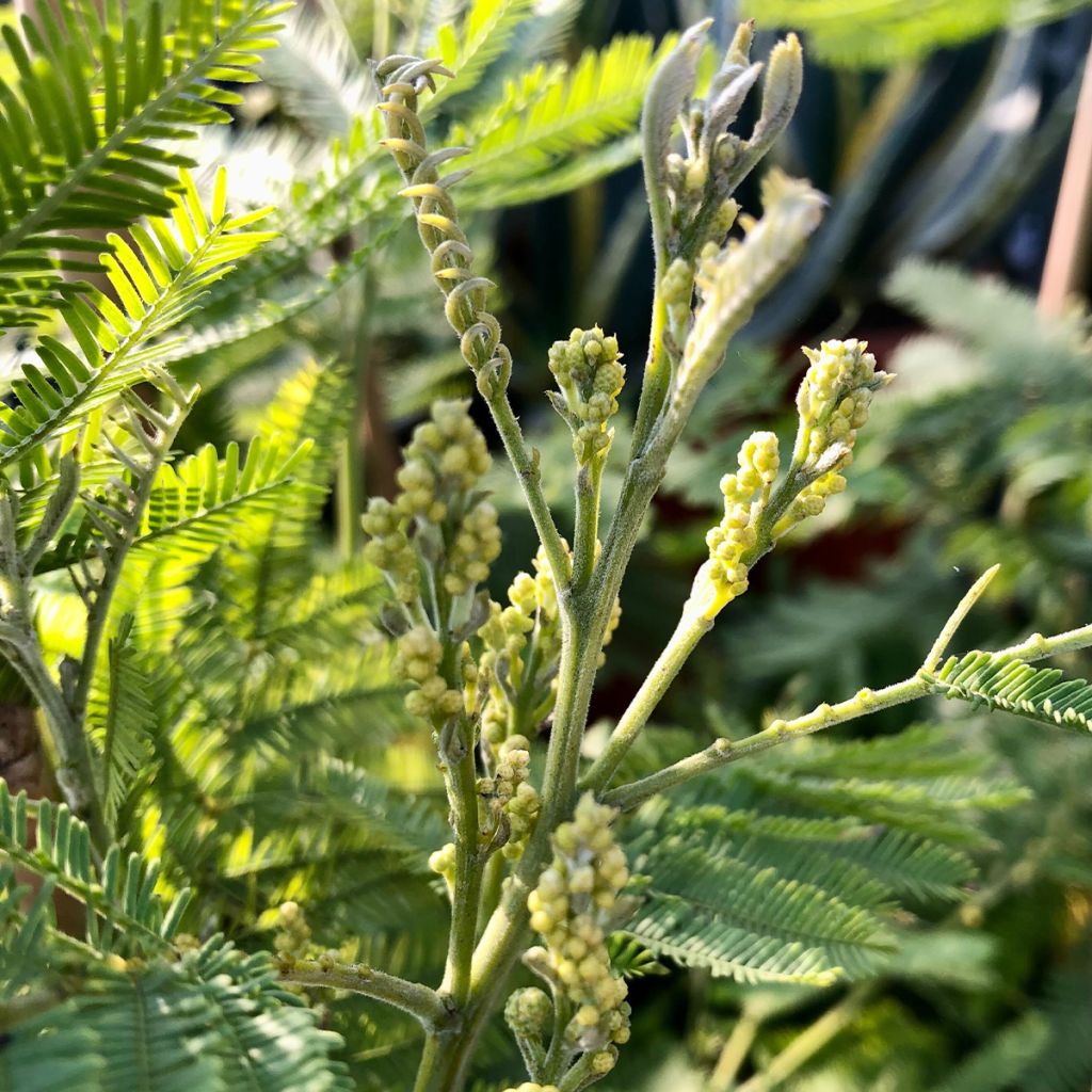 Mimosa - Acacia dealbata