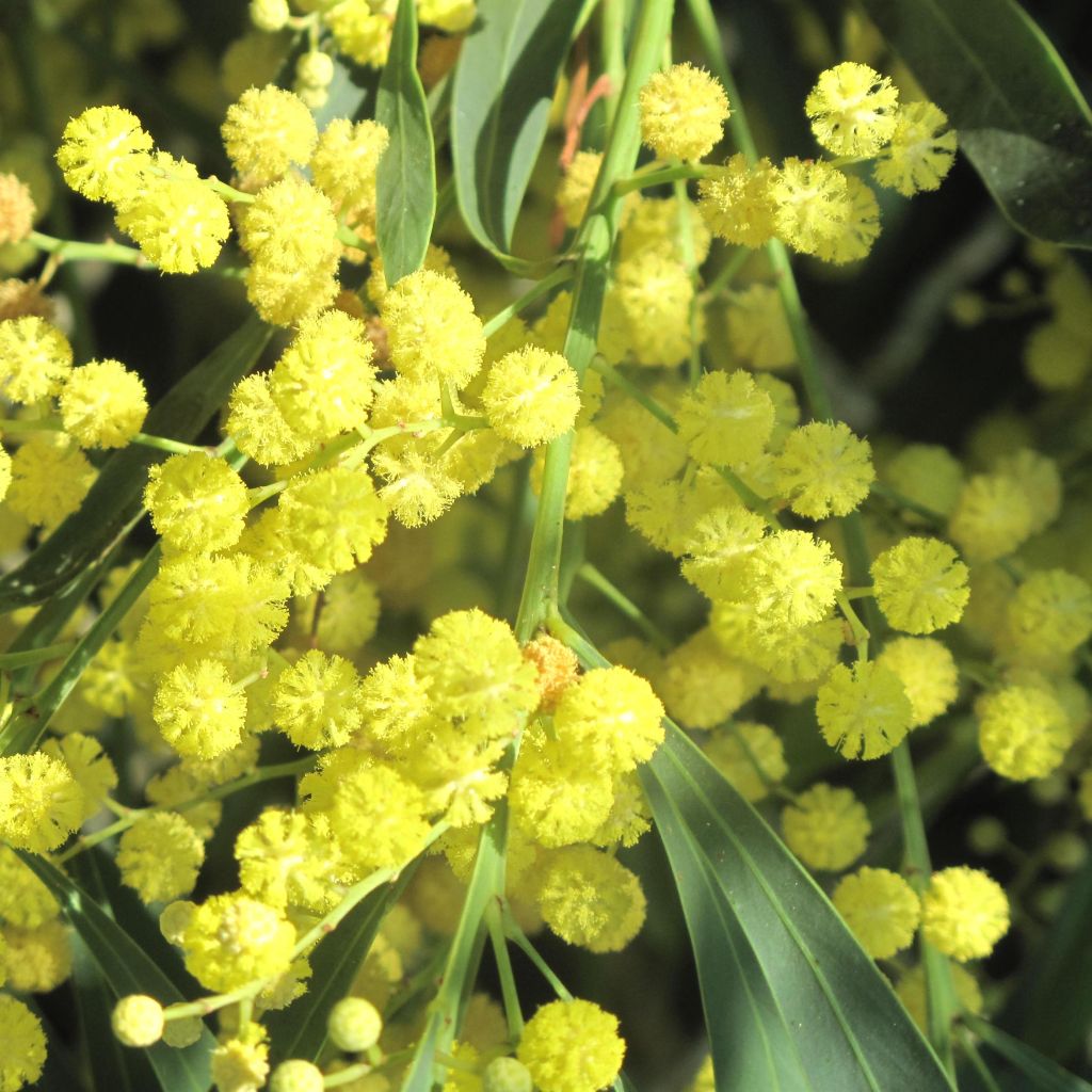 Mimosa des 4 saisons - Acacia retinodes