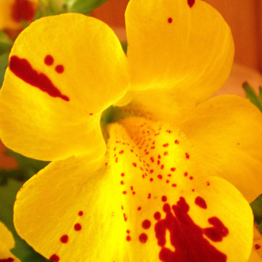 Mimulus luteus