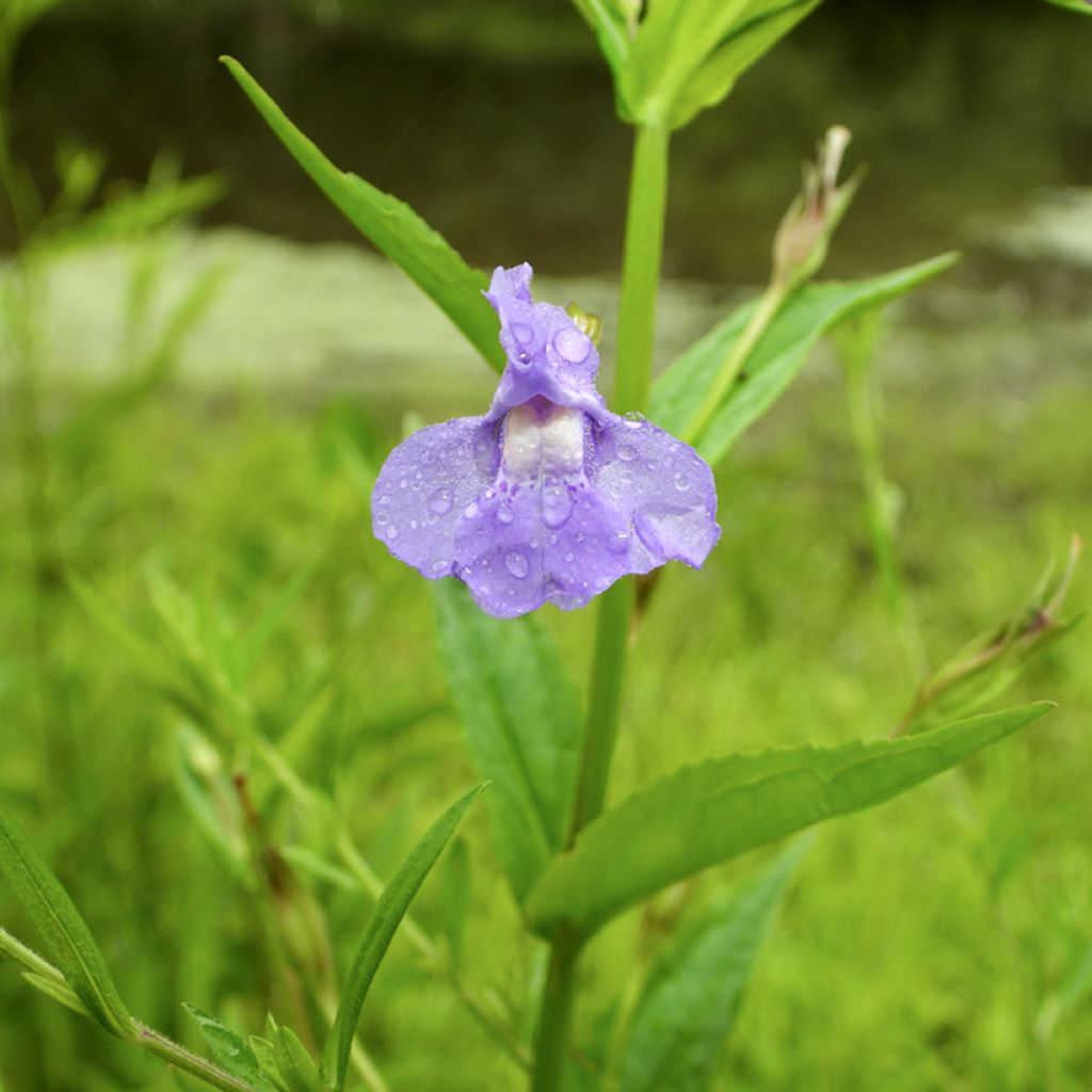 Mimulus ringens