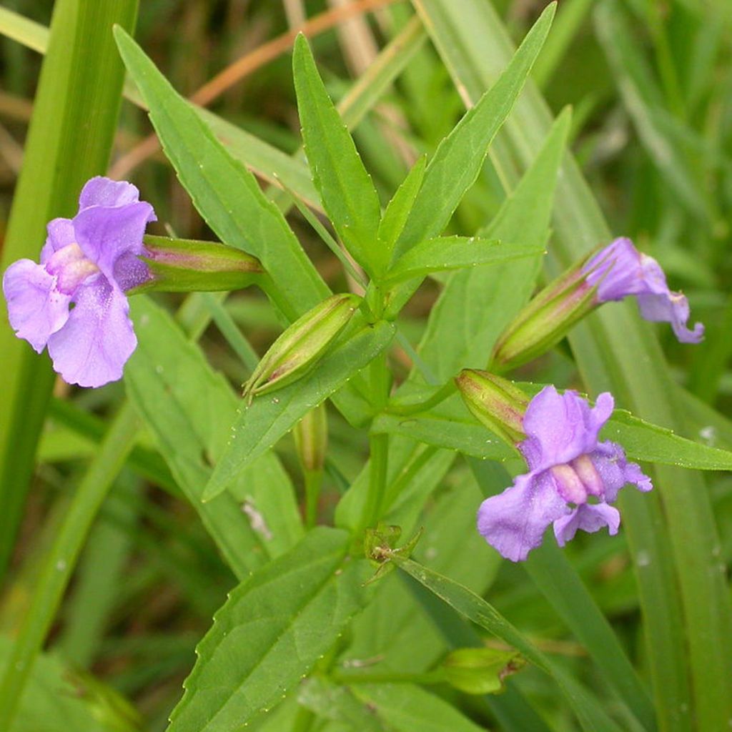 Mimulus ringens 