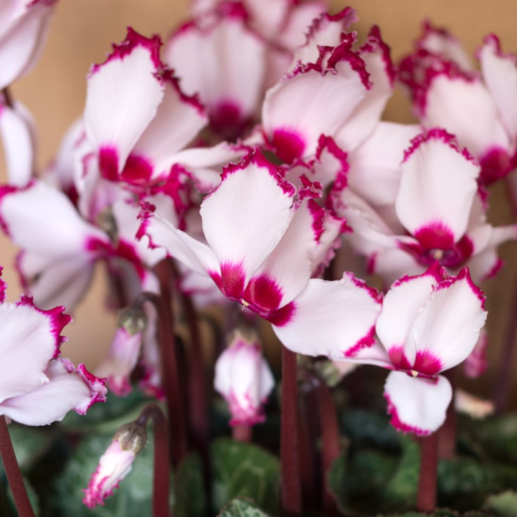 Mini Cyclamen Absolu de Morel - Cyclamen hybride F1