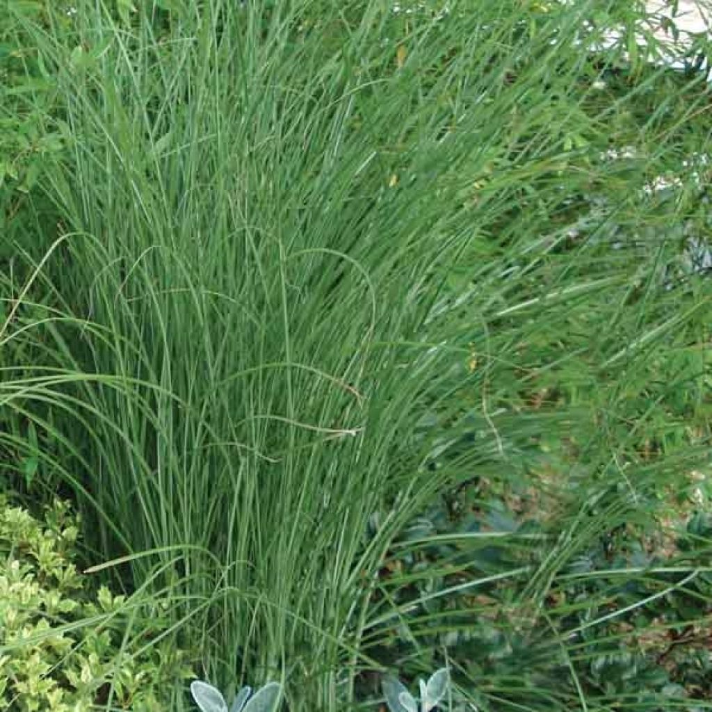 Miscanthus sinensis Gracillimus - Eulalie, Roseau de Chine