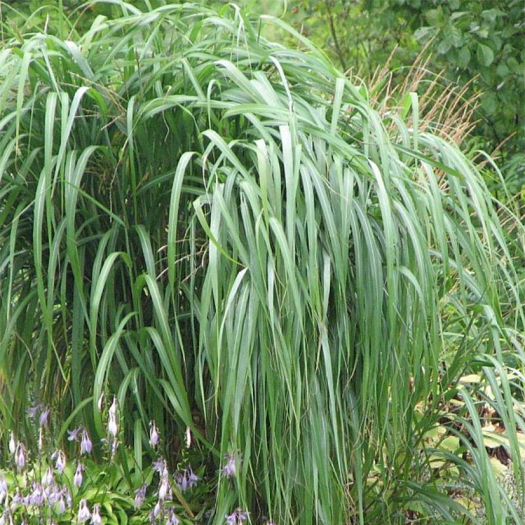 Miscanthus saccharifolius - Roseau de Chine