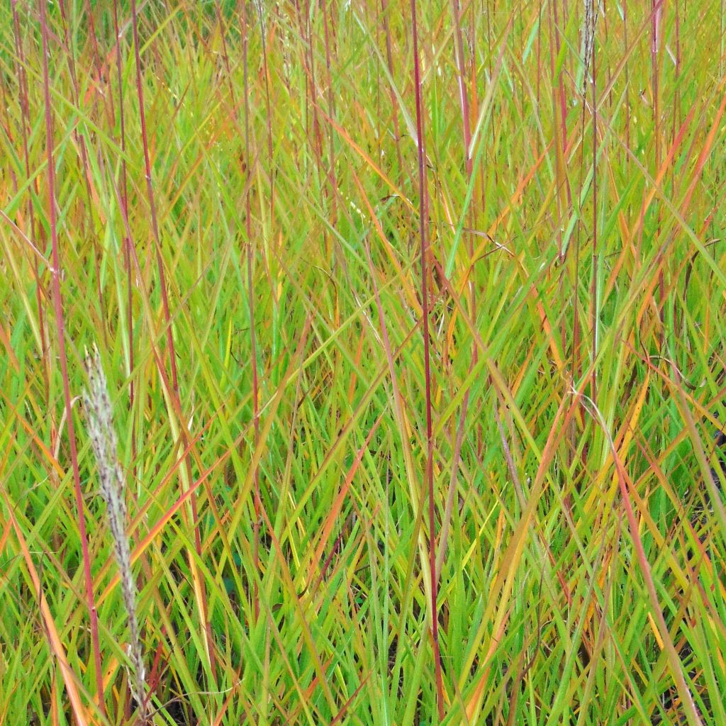 Miscanthus sinensis Afrika - Silvergrass