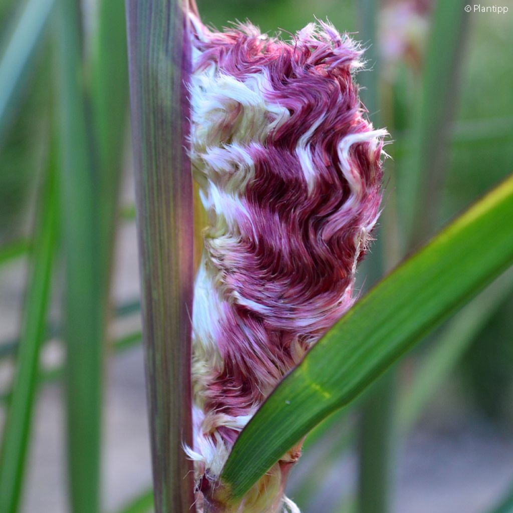 Miscanthus sinensis Boucle - Roseau de Chine