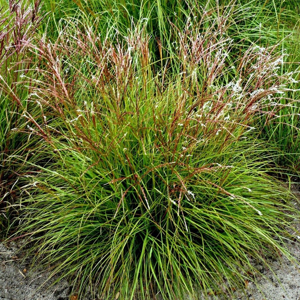 Miscanthus sinensis Cute One - Roseau de Chine nain.