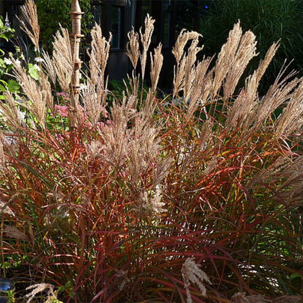 Miscanthus sinensis Ferner Osten - Eulalie - Roseau de Chine