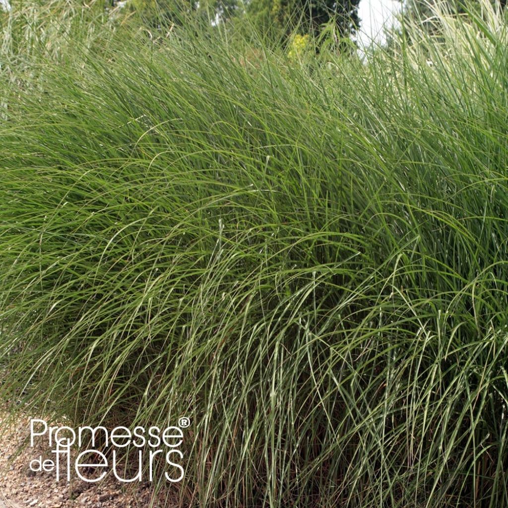 Miscanthus sinensis Gnom - Eulalie, Roseau de Chine