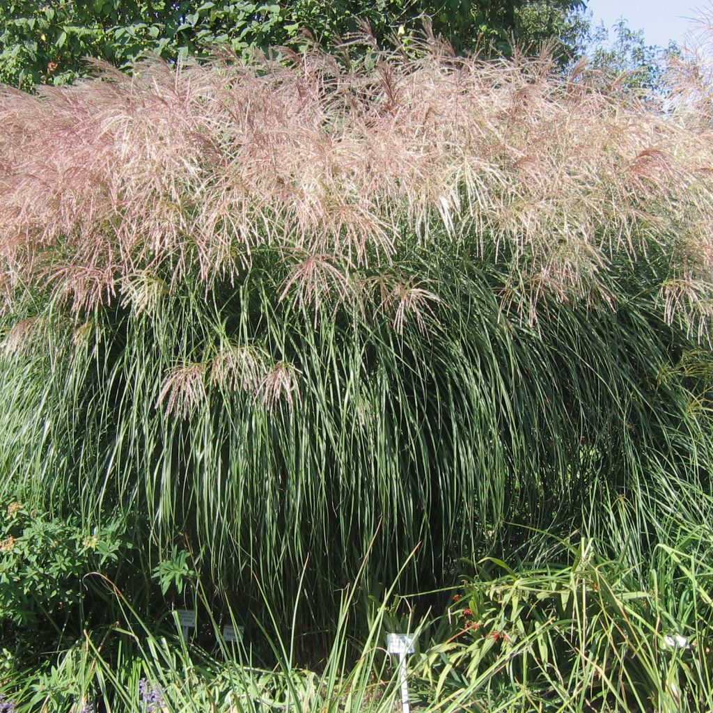 Miscanthus sinensis Graziella- Eulalie - Roseau de Chine