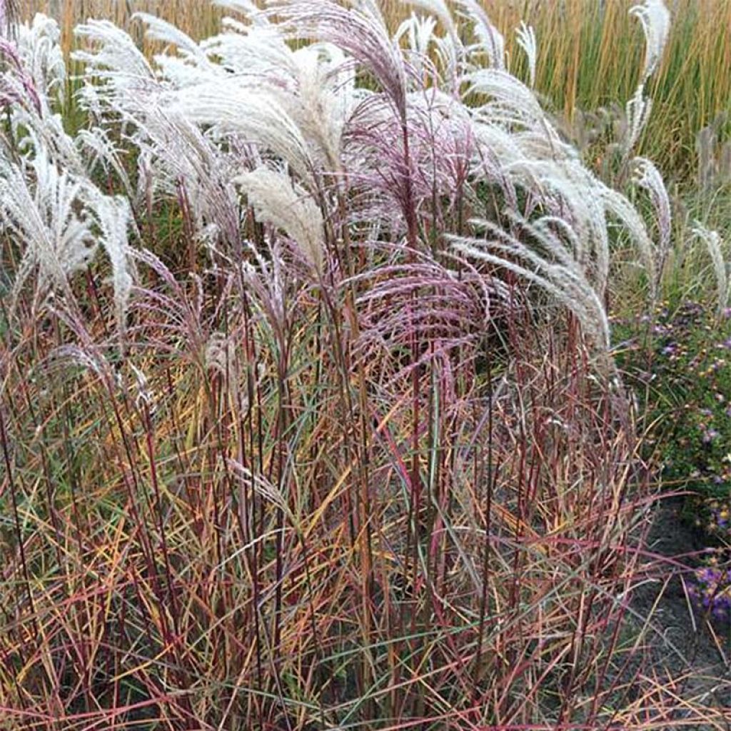 Miscanthus sinensis Kaskade - Roseau de Chine