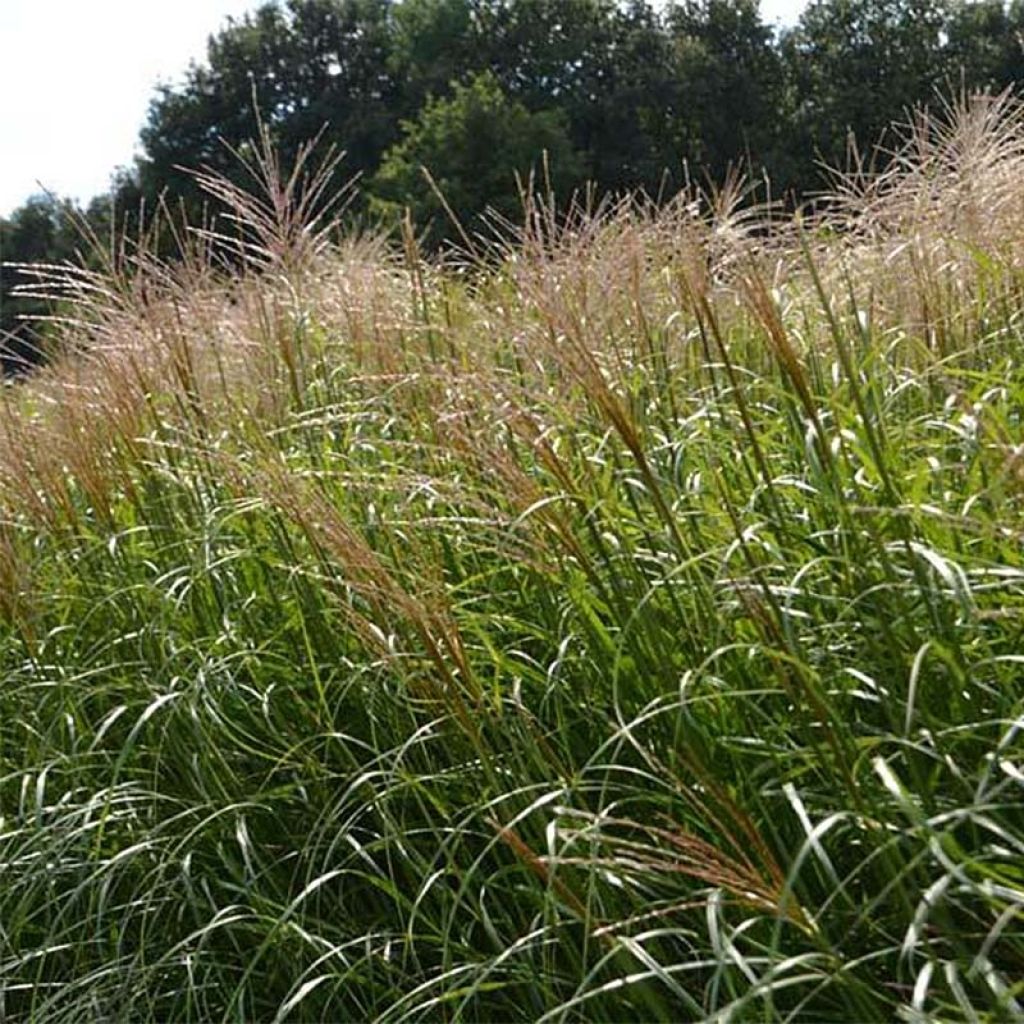 Miscanthus sinensis Krater - Eulalie, Roseau de Chine