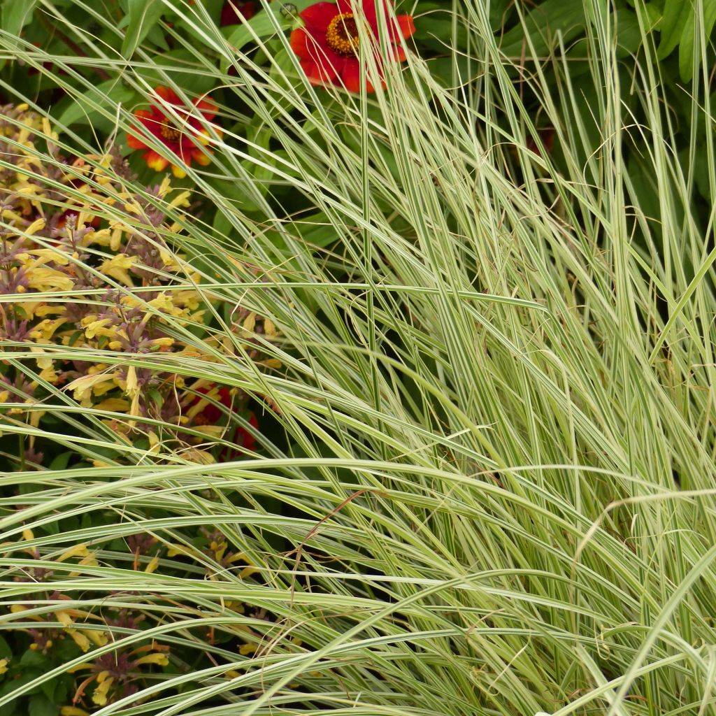 Miscanthus sinensis Morning Bright ('Mobri') - Roseau de Chine