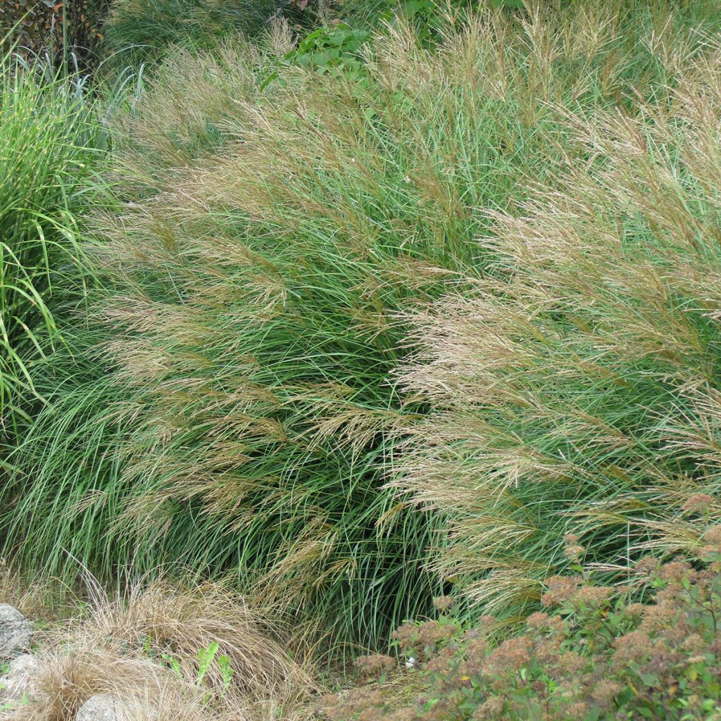 Miscanthus sinensis Poseidon - Silvergrass