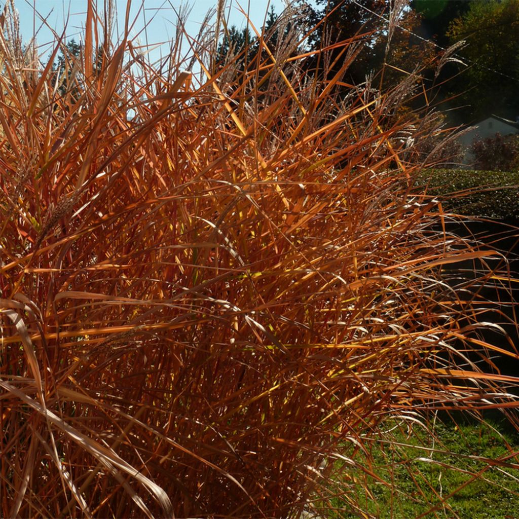 Miscanthus sinensis Purpurascens - Silvergrass