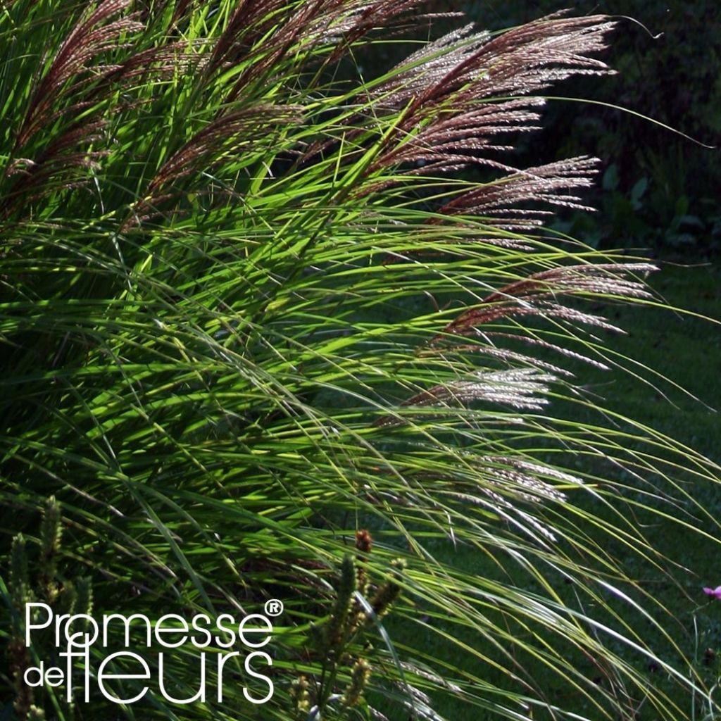 Miscanthus sinensis Red Chief - Roseau de Chine