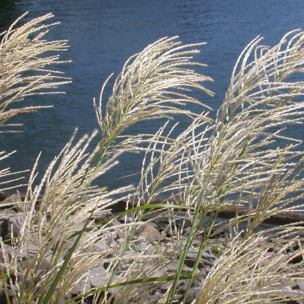 Miscanthus sinensis Roland - Eulalie - Roseau de Chine